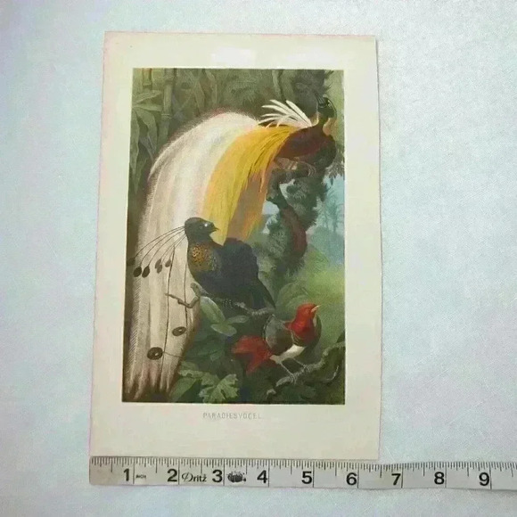 Bird Art Print Lithograph Birds-Of-Paradise Green Yellow White Antique 1882 RARE - Picture 12 of 12